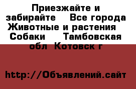 Приезжайте и забирайте. - Все города Животные и растения » Собаки   . Тамбовская обл.,Котовск г.